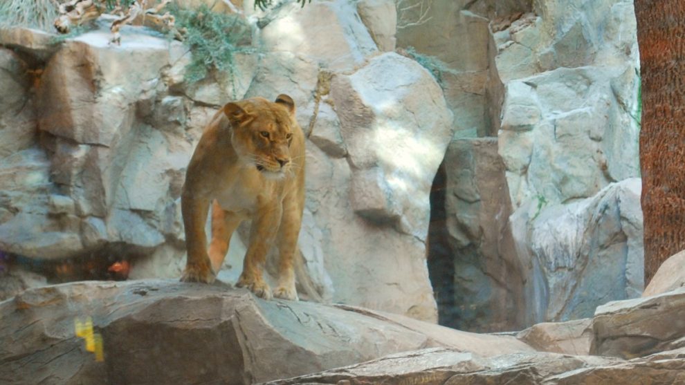 MGM Lion Habitat