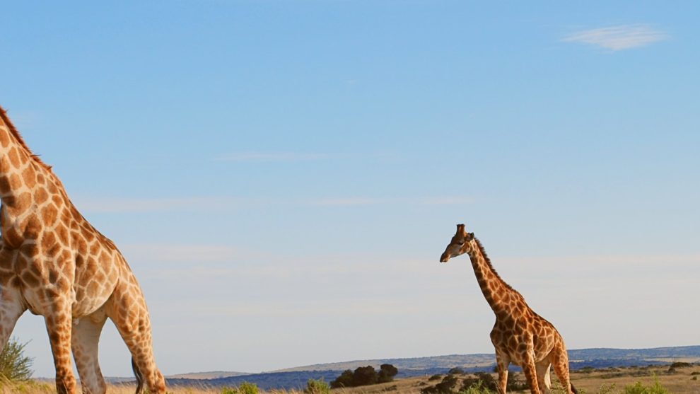 Shamwari Game Reserve